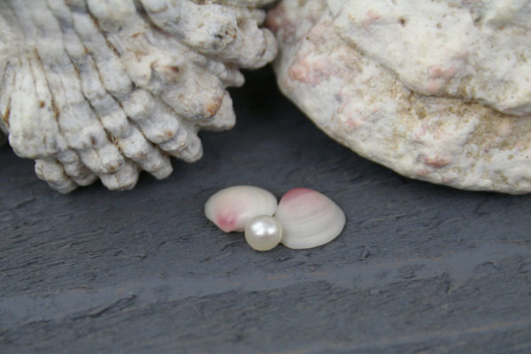 Undrilled Tiny Cultured Pearl with Rose Cup Sea Shells